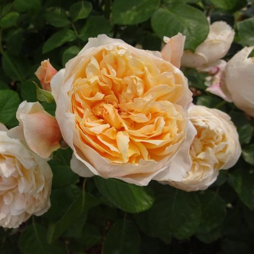 Shop - Rosa Jayne Austin - gelb - englische rosen - stark duftend - David Austin - Elegante, diskret gelbe, romantische Rose, ihr Duft erinnert an Teerose.